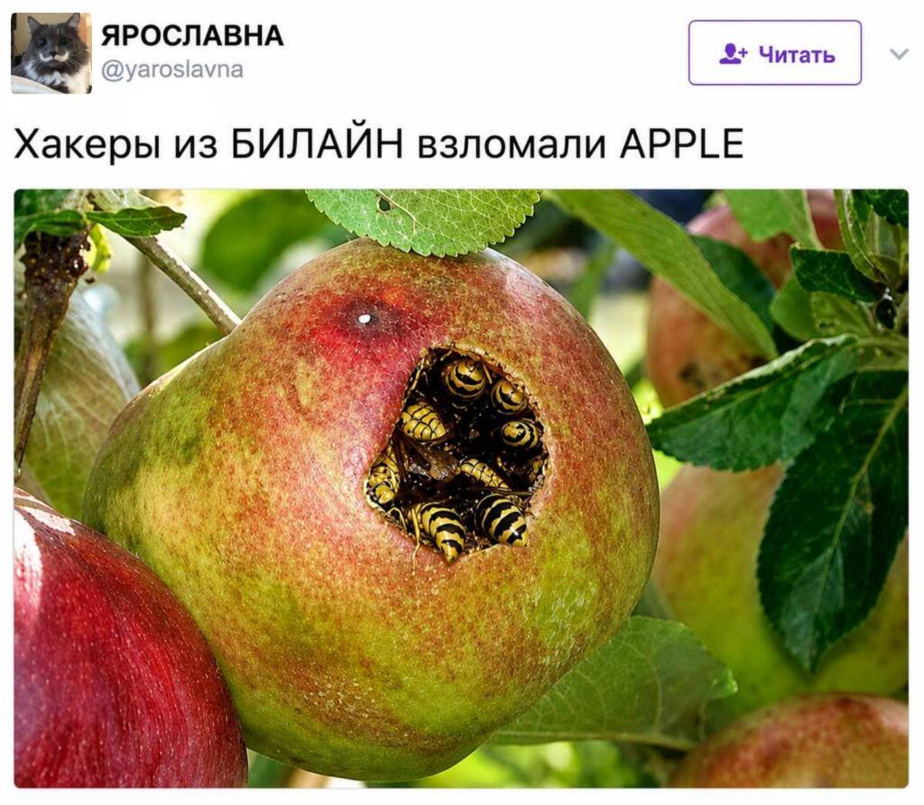 Мем от ШмелеКот [ПЛМ]