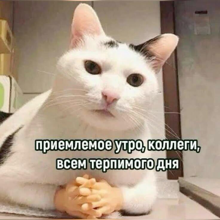 Белый кот с руками человека, сложенными в замок, и надписью «приемлемое утро, коллеги, всем терпимого дня