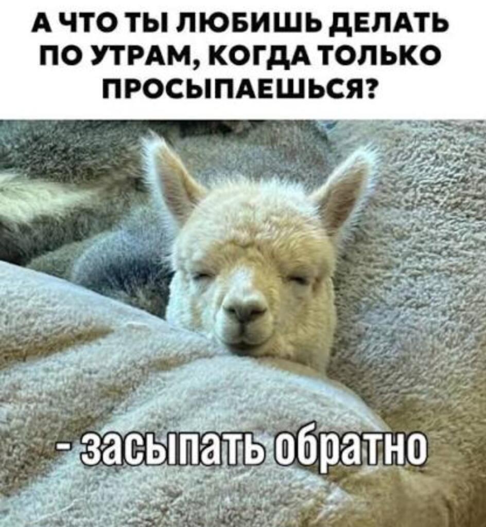 Альпака лежит на сером одеяле с закрытыми глазами, надпись: а что ты любишь делать по утрам, когда только просыпаешься? засыпать обратно