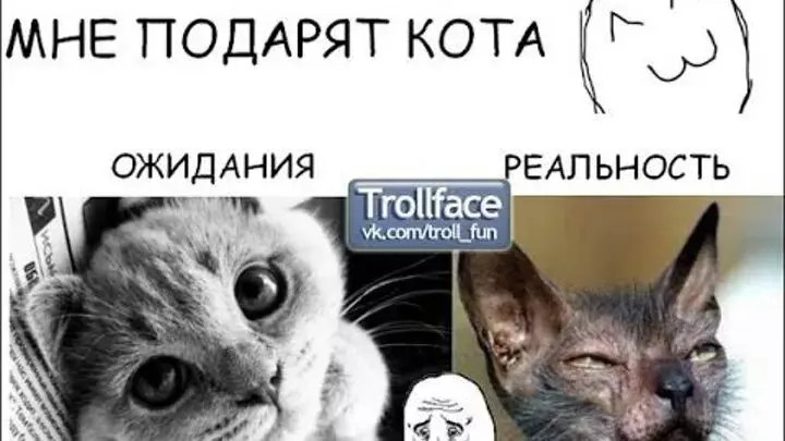 Картинка маты это плохо с котиками