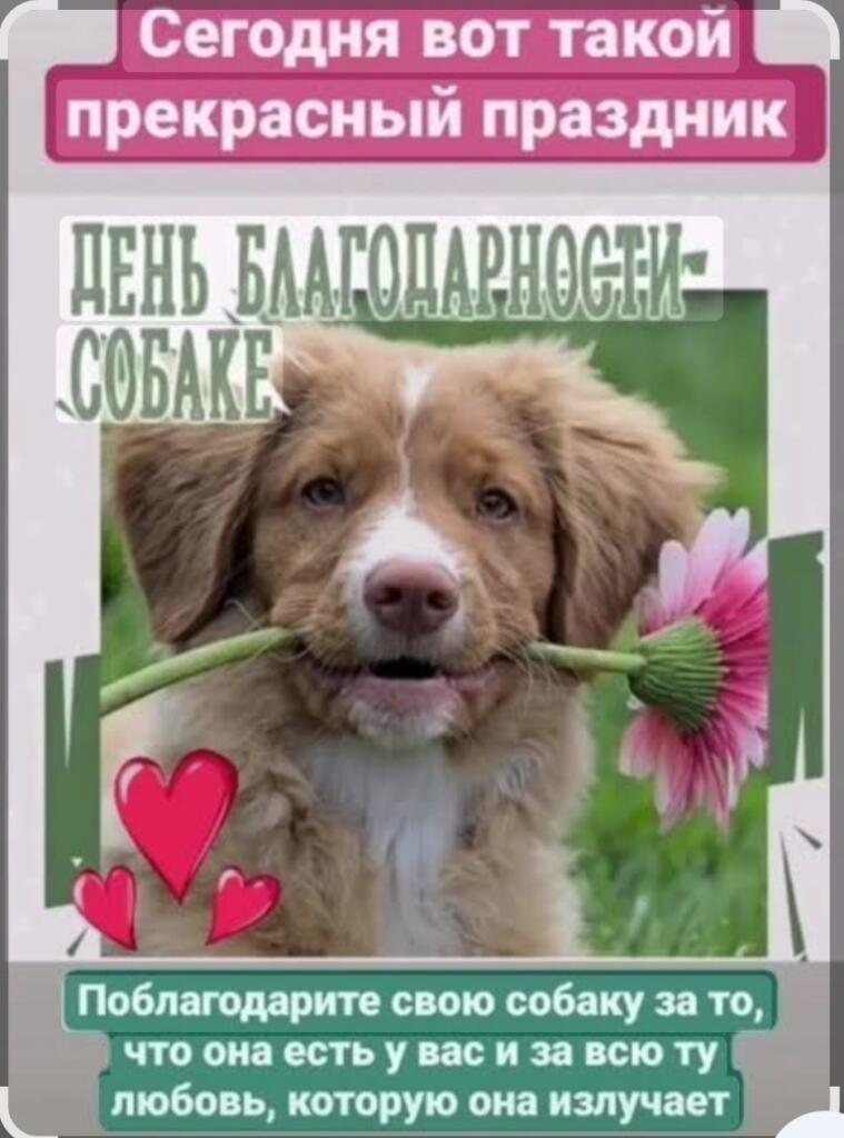 Я сейчас узнал что сегодня день благодарности собаке так что всех с праздником