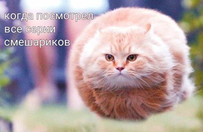 Мем от Zilla
