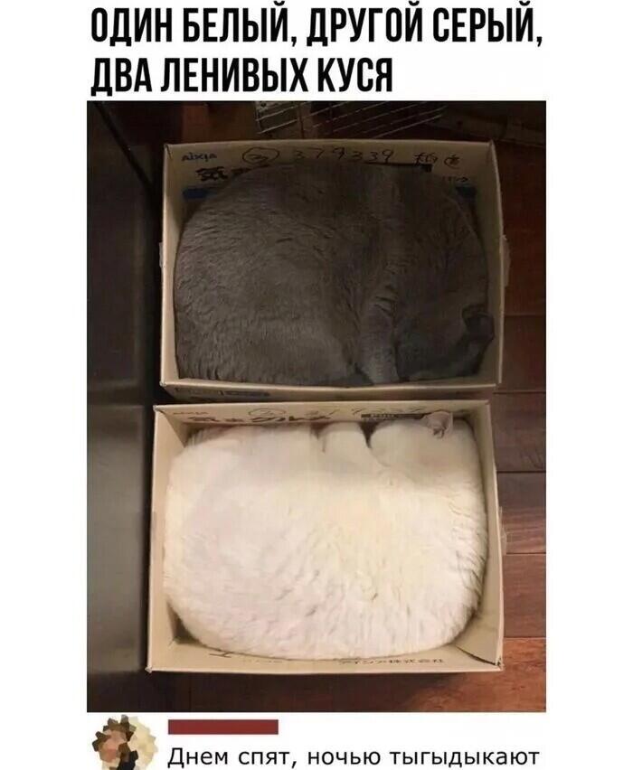 Мем от zolork