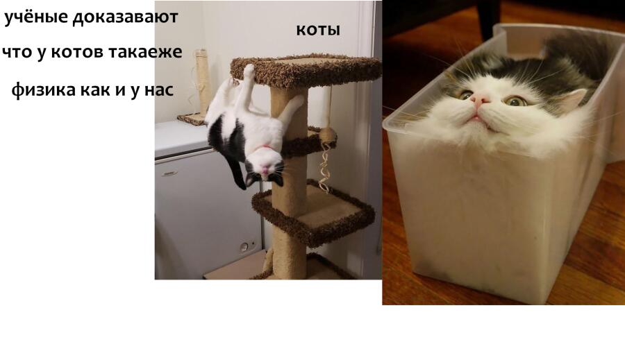 доказано что коты это жидкость
