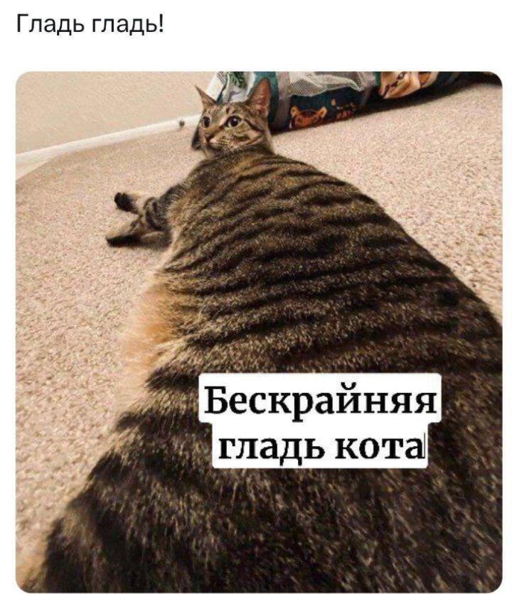 Есть что бесконечно гладить
