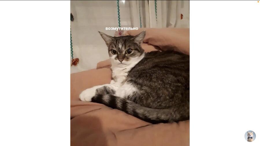 Мой кот когда я его не покормил