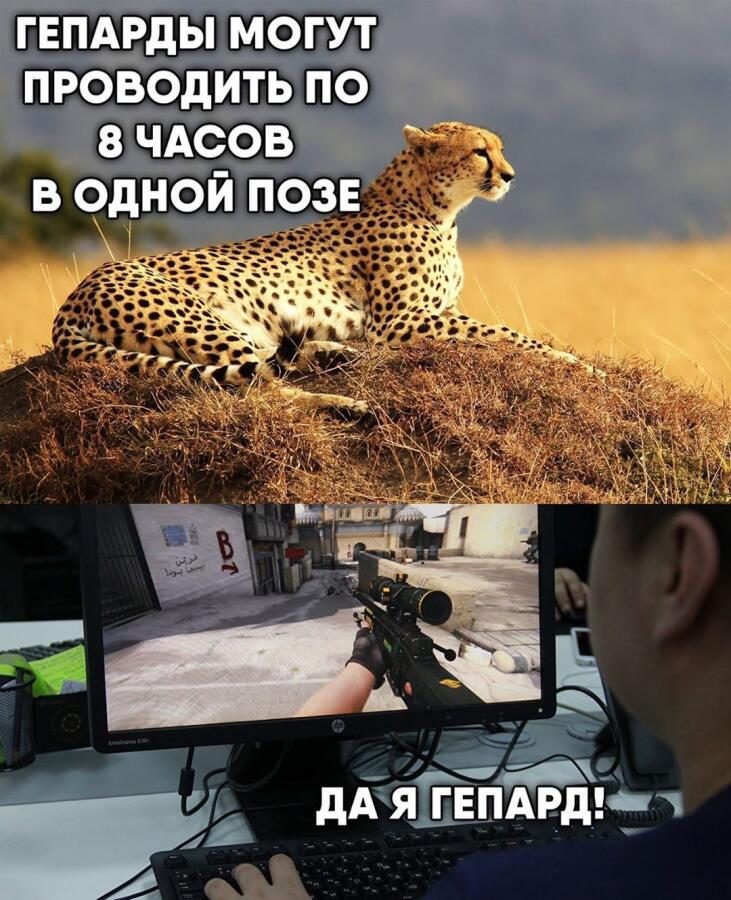 Мем от Шрек на связи