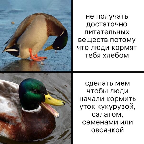 Мем без подписи
