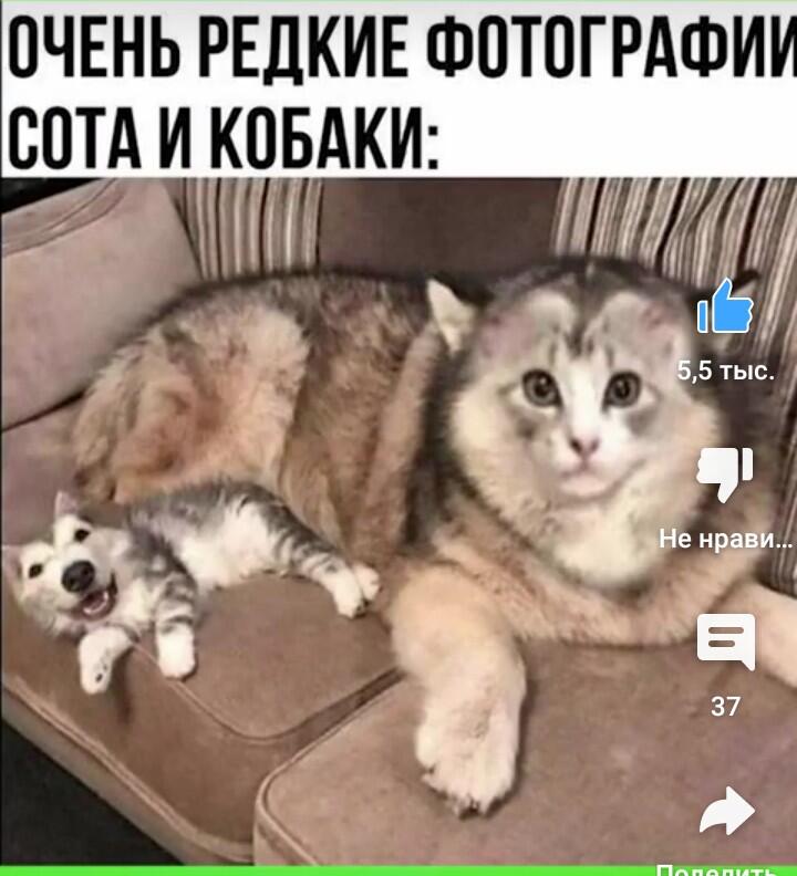 Мем без подписи