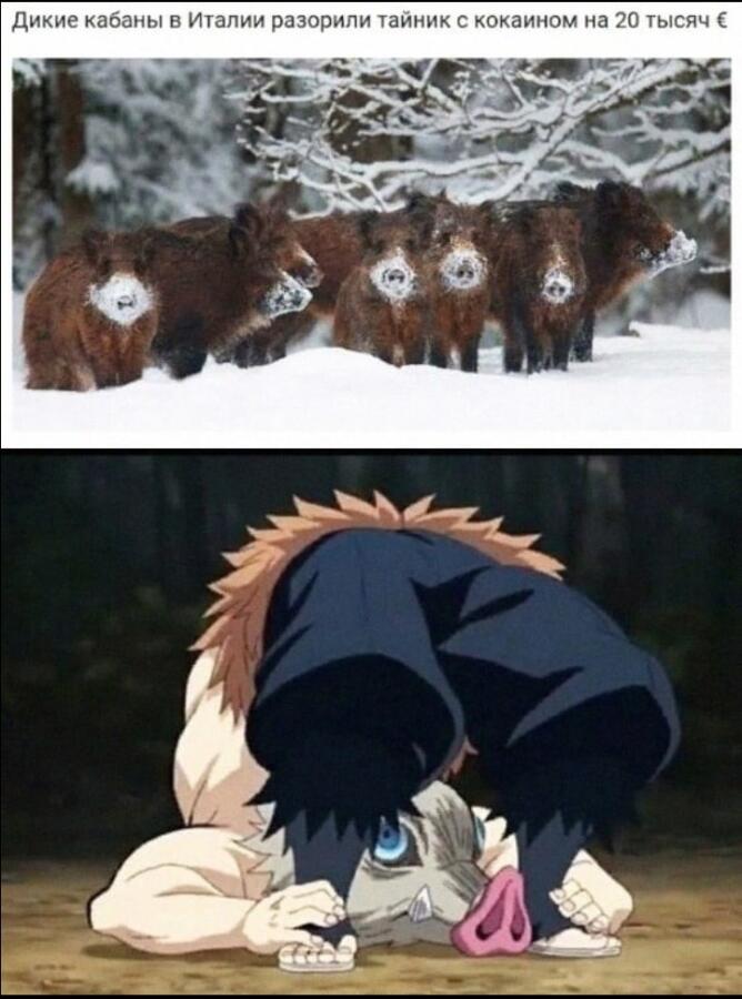Весёлые кабаны