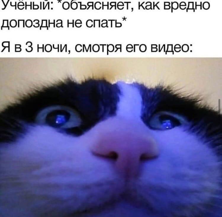 Крупный план мордочки черно-белого кота с широко открытыми глазами, в которых отражается свет от экрана телефона
