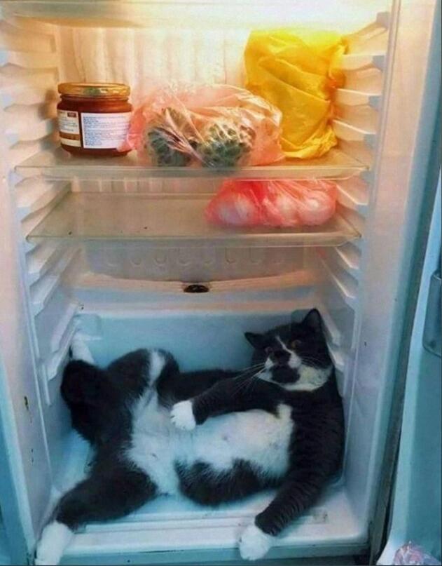 котики и холодильники 
 
(подборка фото из интернета)
