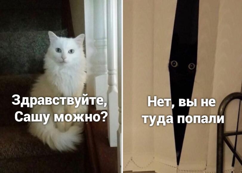 Обожаю КИШ