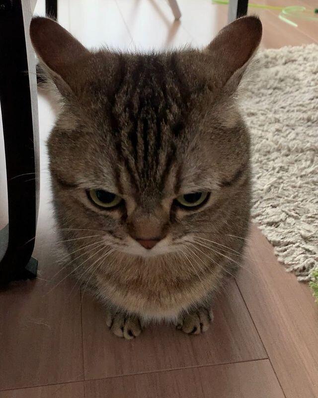 Мем без подписи