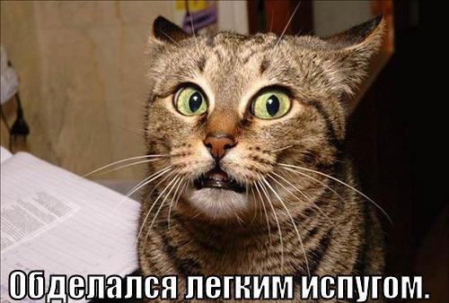 Мем от Биполярный Медведь