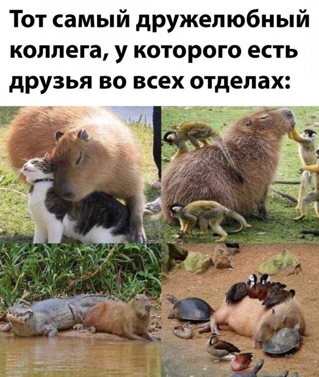 Мем от Биполярный Медведь