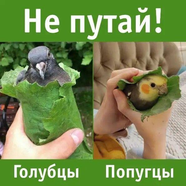 Мем от Mishutkaᐖ [ПЛМ]