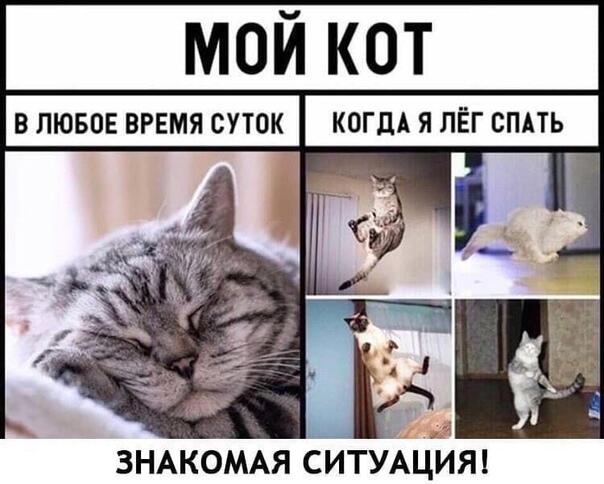 Коты приколы с подписями. Коты приколы с надписями. Пухлые коты. Валентинка прикол. Кот маминой подруги мем.