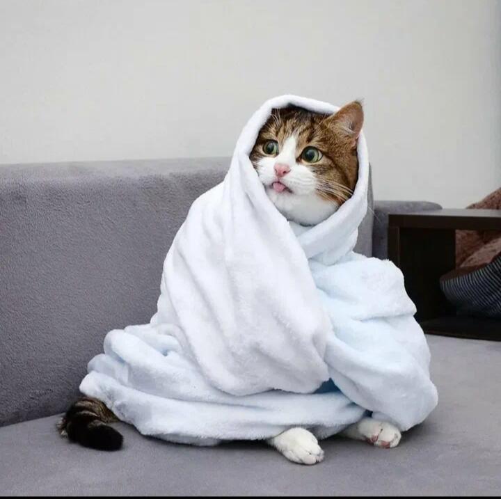 Кто любит котиков поставьте лайк ❤️
