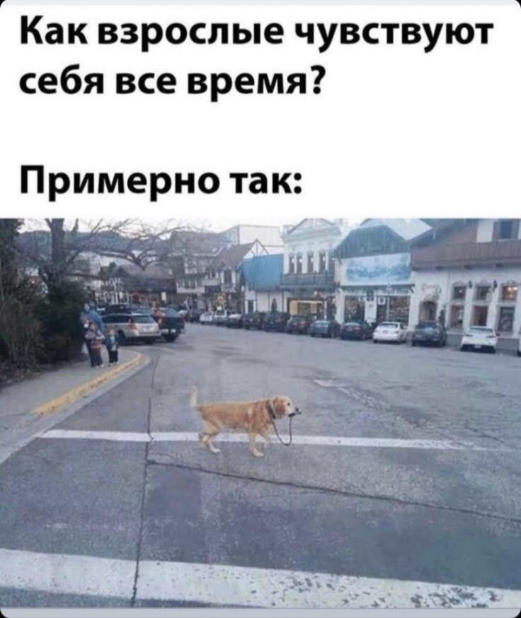 Ну как вам самовыгул?