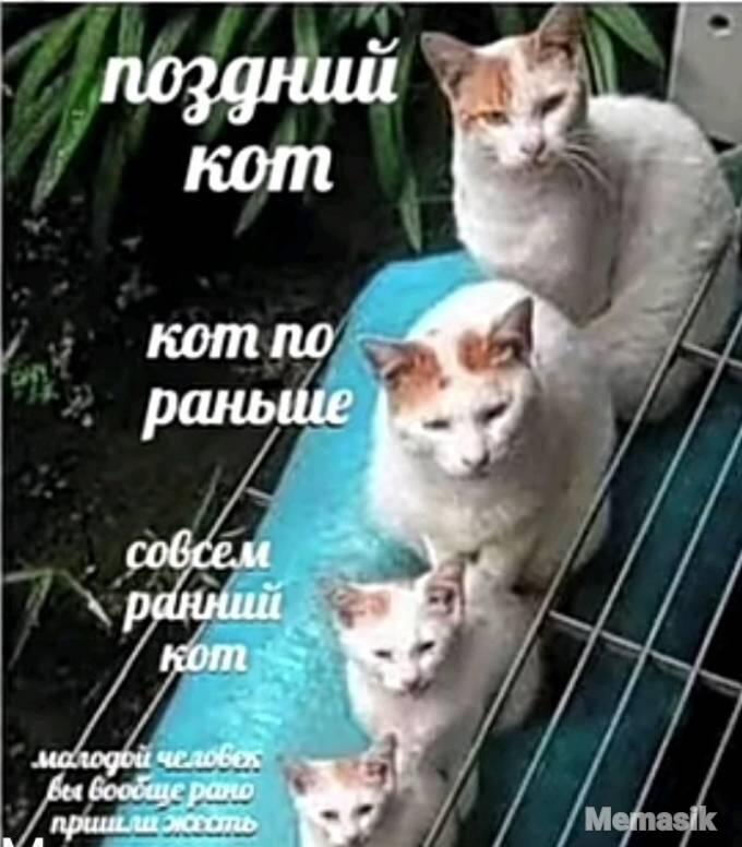 Мем от GLEBCAT