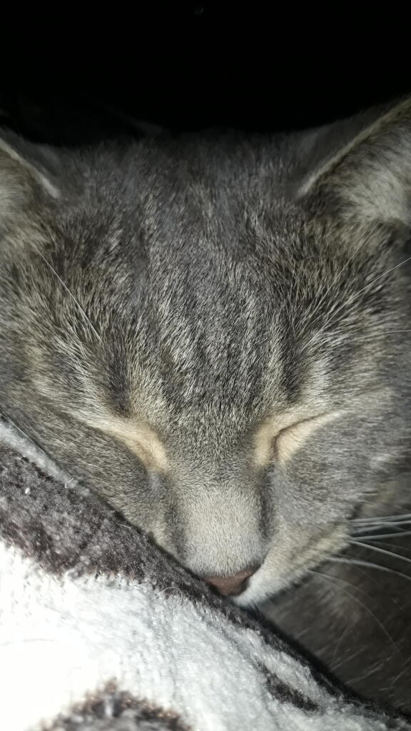 Коть