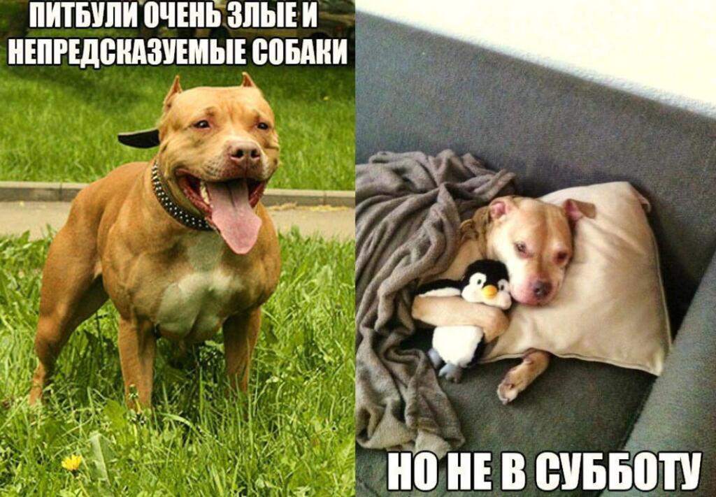 Мем от Kor0bka