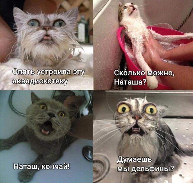 Четыре фото мокрых котов во время купания с надписями про аквадискотеку и Наташу