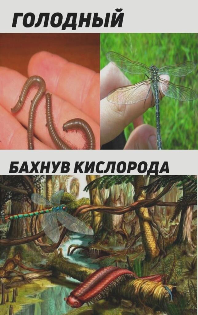 Слева современные дождевые черви и стрекоза на пальцах, справа их гипотетические гигантские версии в доисторическом лесу с надписями ГОЛОДНЫЙ и БАХНУВ КИСЛОРОДА