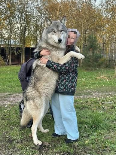 Напишите в комментариях "+" если вы думали, что волки размером с собак...