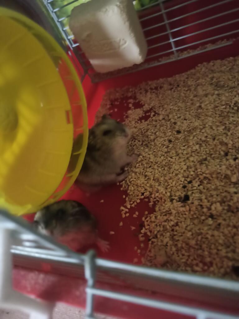 Хомячки