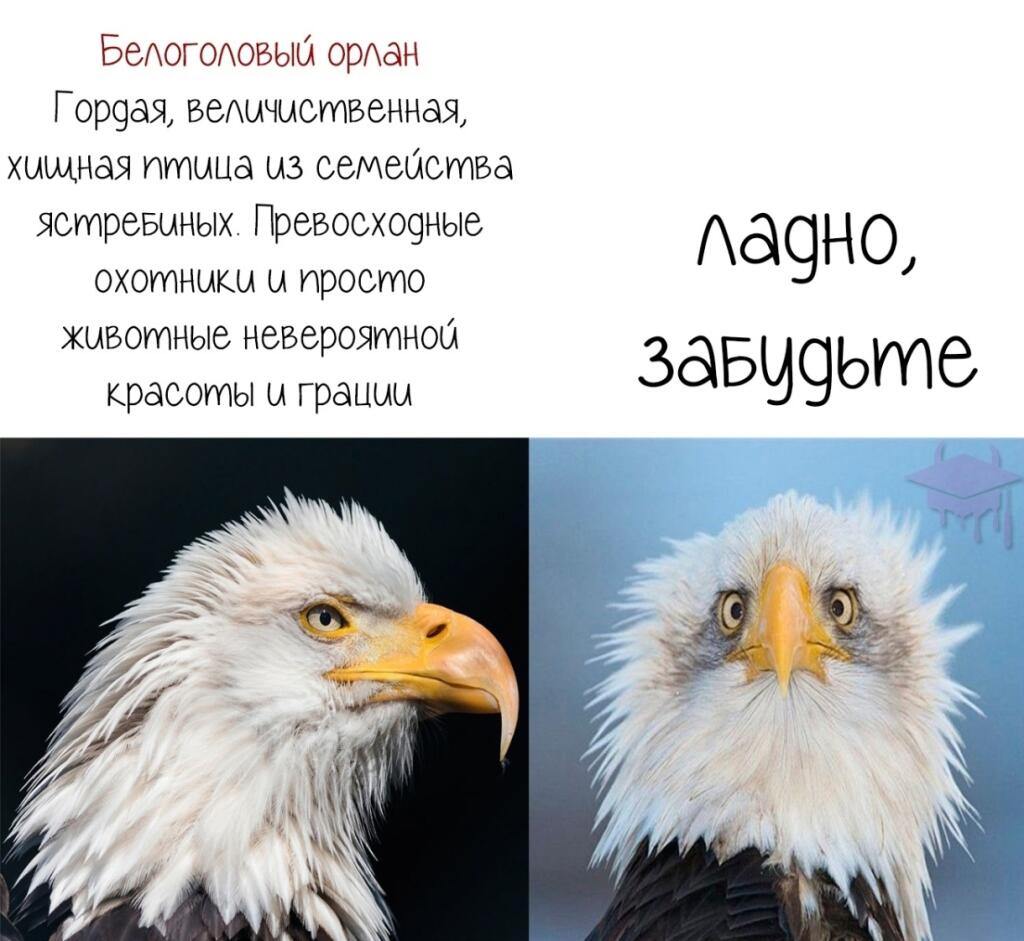 Ариол