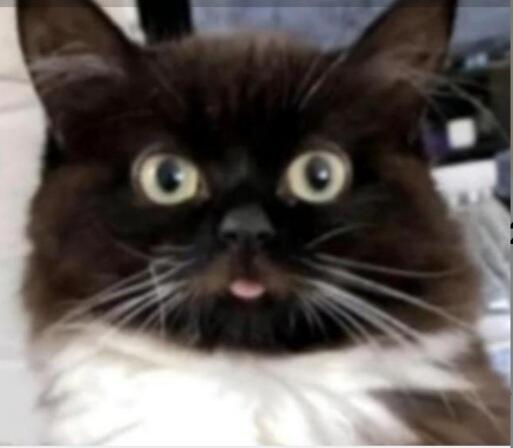 Я:*пью* 
Кошка:чё ты пьёшь  
Я:ТЫ РАЗГОВАРИВАЕШЬ?!