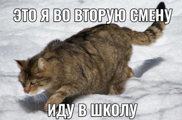 Рыже-коричневый кот идёт по снегу с недовольным выражением, надпись: Это я во вторую смену иду в школу