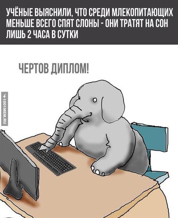 Мем от Piggy