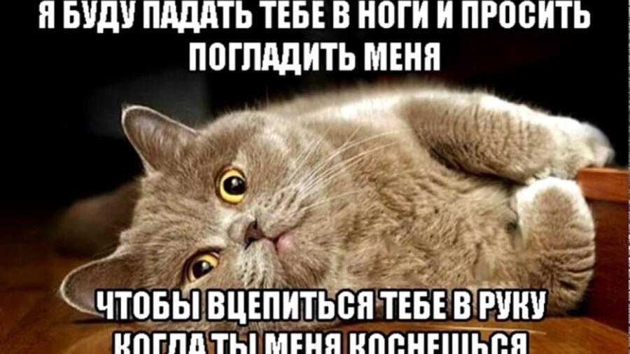 Мем без подписи