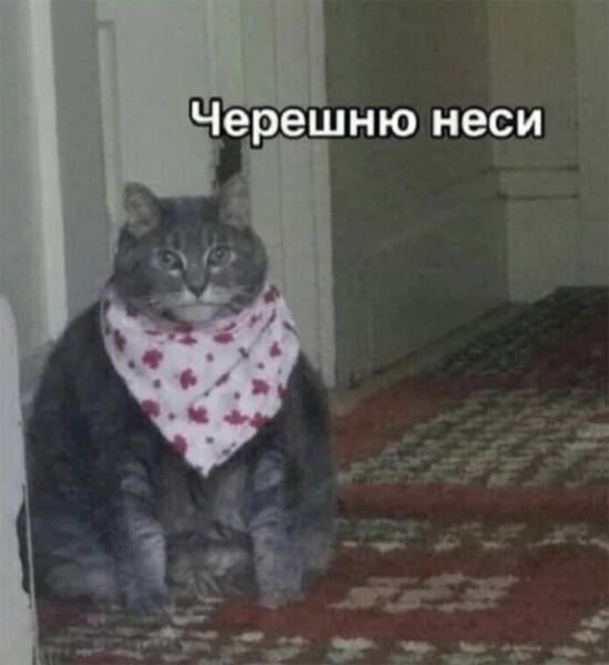 Мем от EgorBelCom
