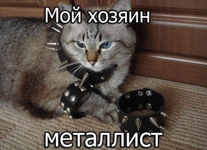 Мем я твой хозяин. Смешные костюмы для кошек. Угарный кот. Упоротый британский кот. Мой хозяин идиот демотиватор.