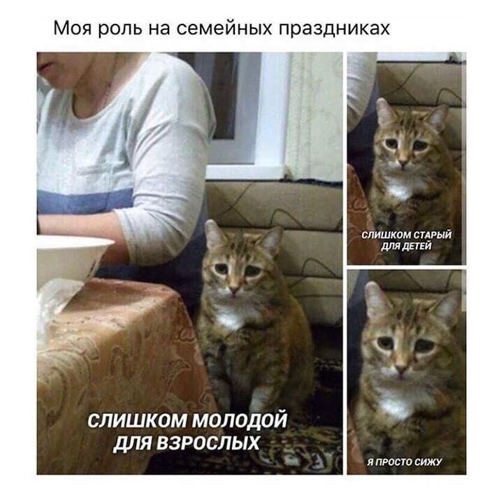 Мем от 🍩Котерия😺