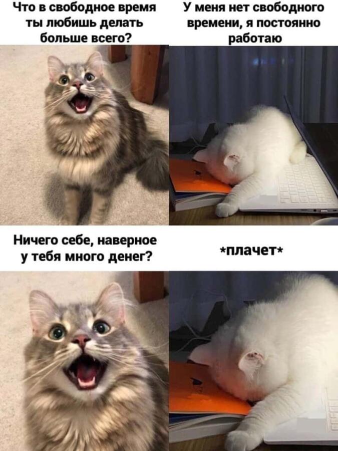 Все мы немного этот котик...