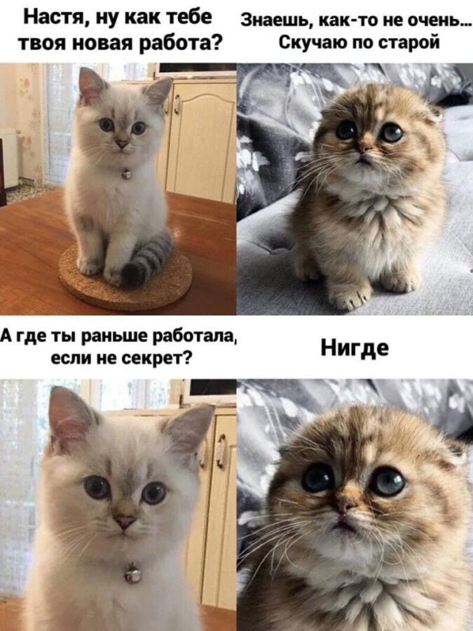 Мем от 🍩Котерия😺