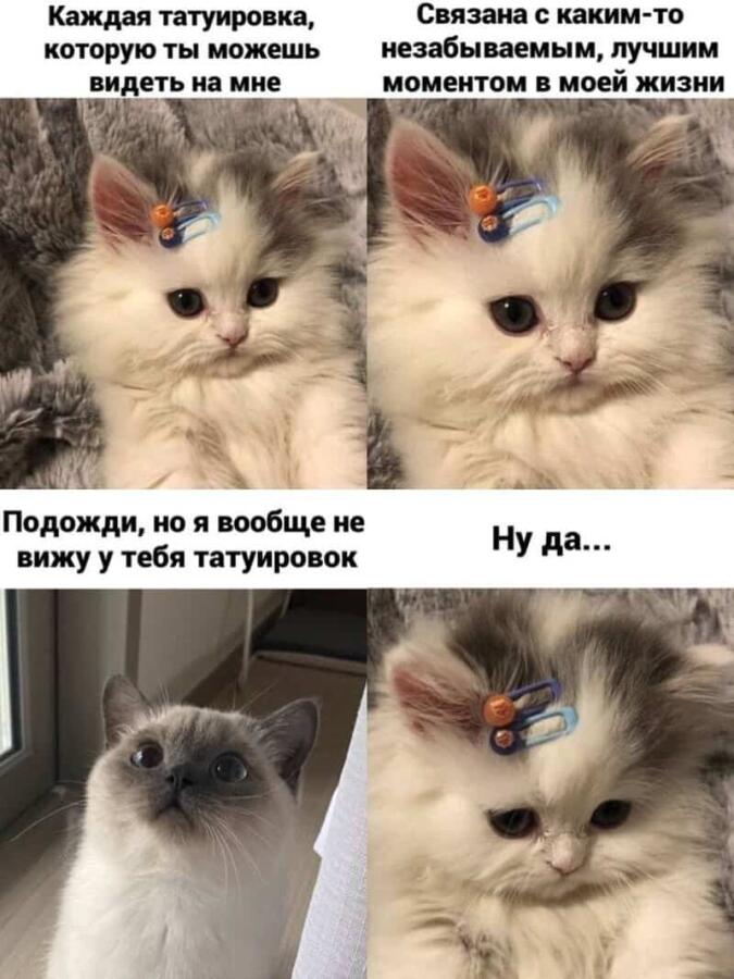 Жалко котичку?
