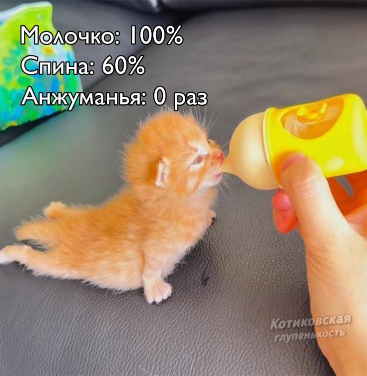 Мем без подписи