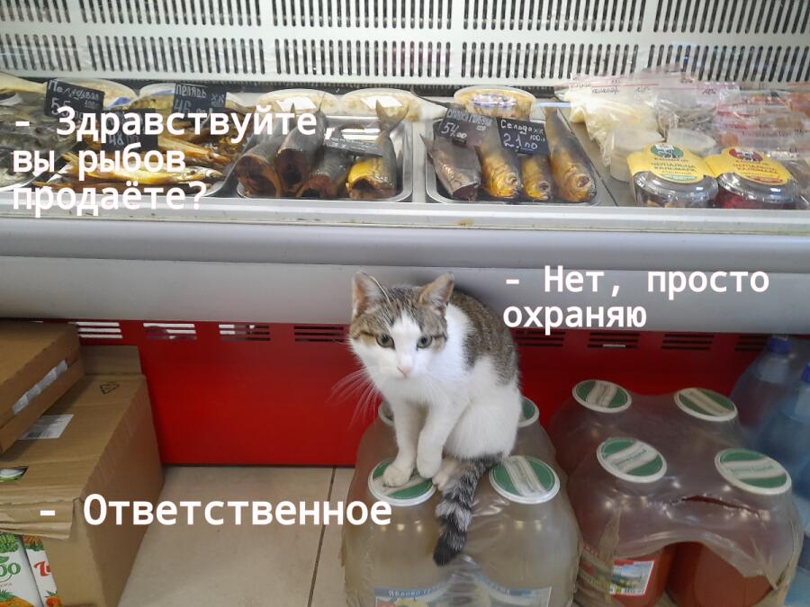 Смотрите, кошечка охраняет рыбов!✨️✨️✨️🪄 
Она дала себя погладить.)