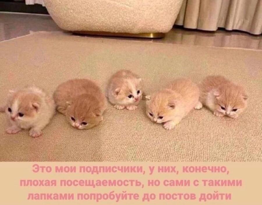 Мем от misfortune official