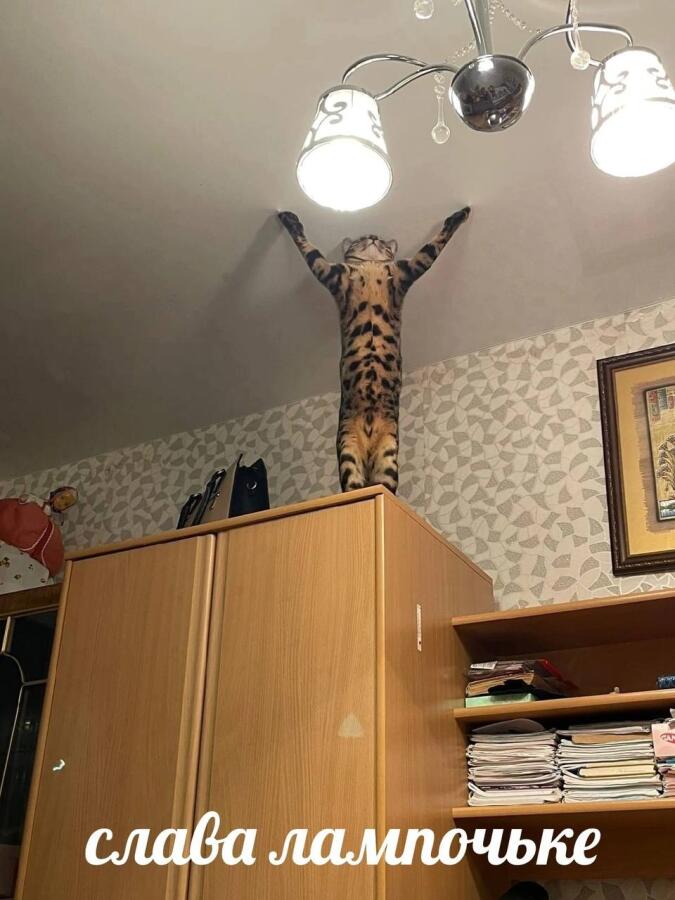 Мем без подписи