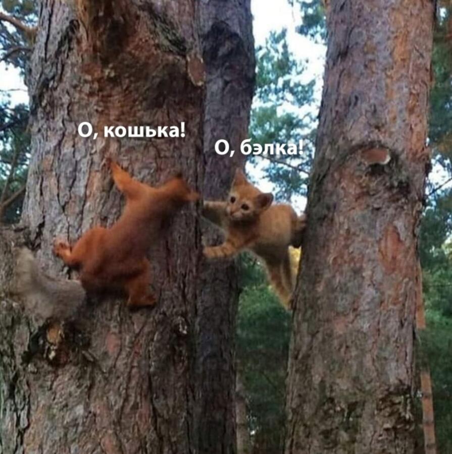 Мем без подписи