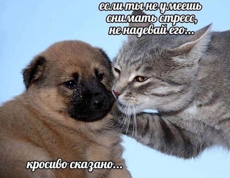 Мем без подписи