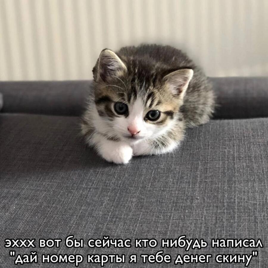 мем, кот, мем с котом, жиза | misfortune | Мемозг