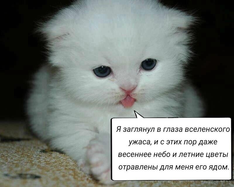 Котенок сказал. Маленький котёнок говорит я старше. Сказать о котенке. Котик говорит короткое мя.